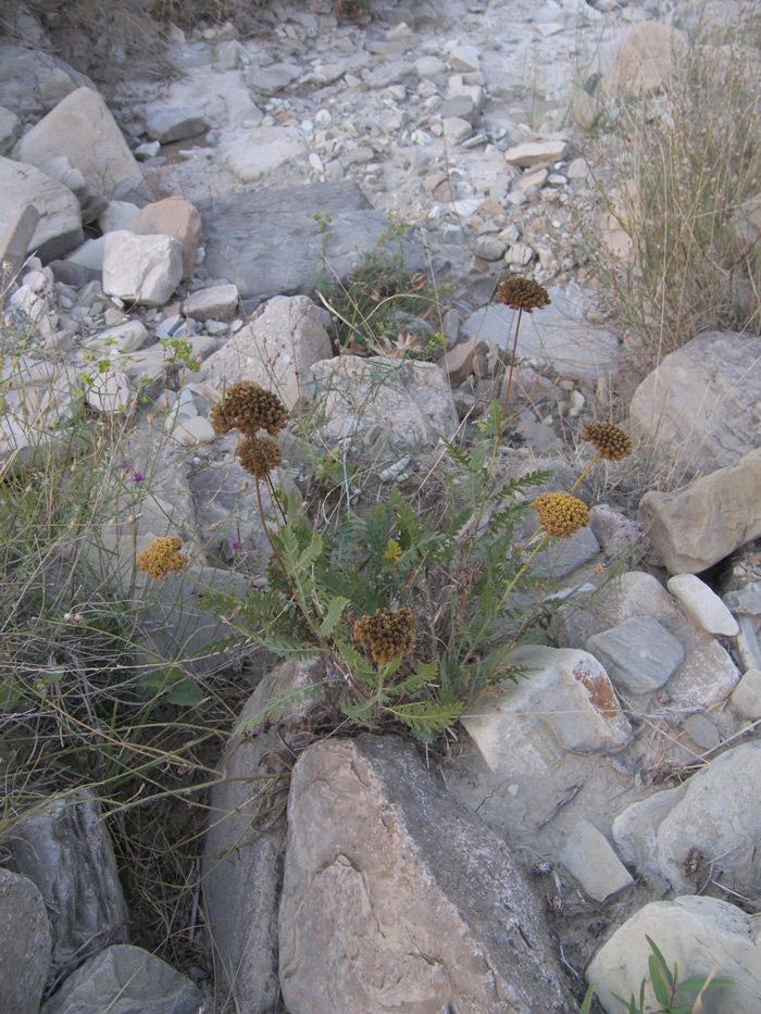 Image of Achillea filipendulina specimen.