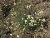 Astragalus pseudotataricus