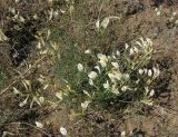 Astragalus pseudotataricus. Цветущее растение. Саратовская обл., Татищевский р-н, южный песчано-каменистый склон останца. 6 мая 2012 г.