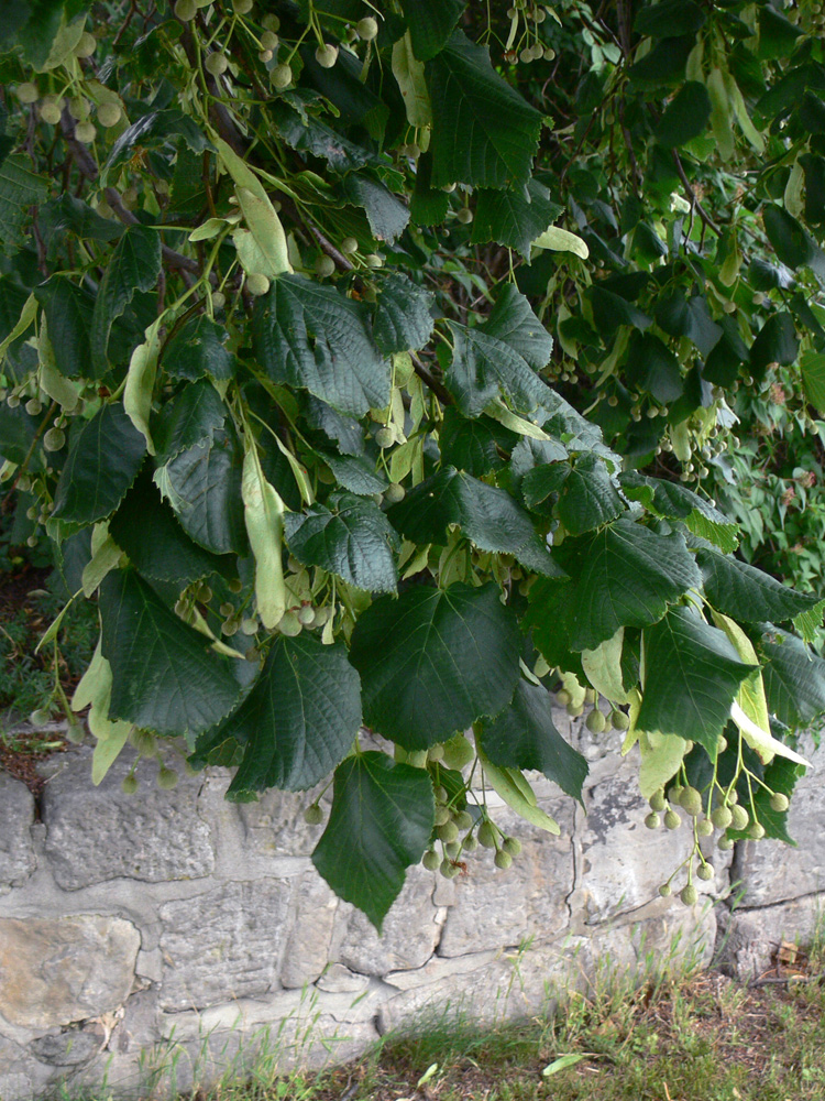 Image of Tilia platyphyllos specimen.