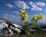 Corydalis bracteata