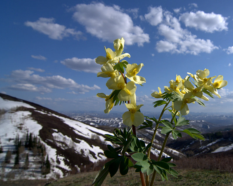 Изображение особи Corydalis bracteata.