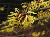Hamamelis &times; intermedia