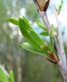 Salix acutifolia