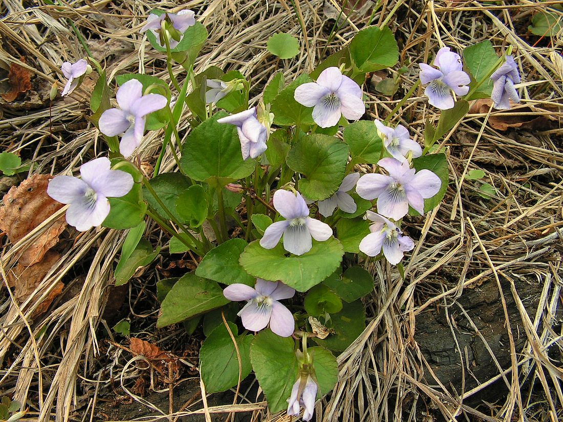 Image of Viola sacchalinensis specimen.