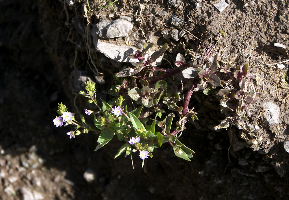 Изображение особи Veronica anagalloides.