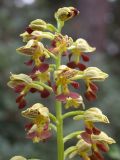 Orchis punctulata. Соцветие. Israel, Upper Galilee, Ya'ar Hanita. 11.02.2006.