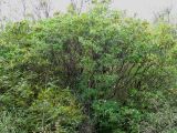 Ptelea trifoliata