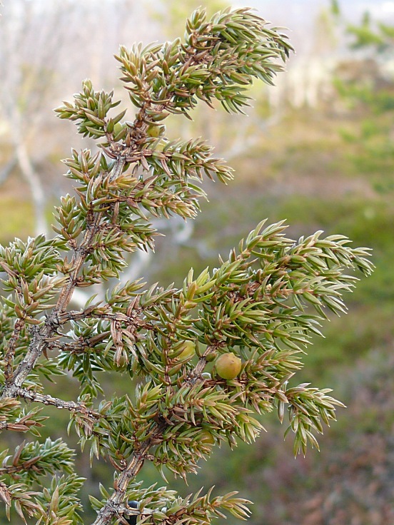 Image of Juniperus sibirica specimen.