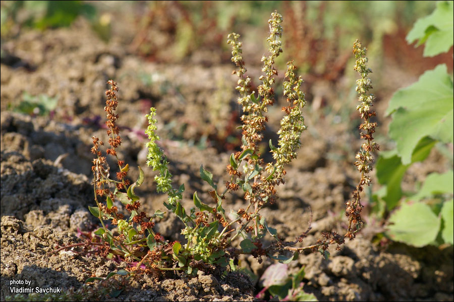 Изображение особи Rumex halacsyi.