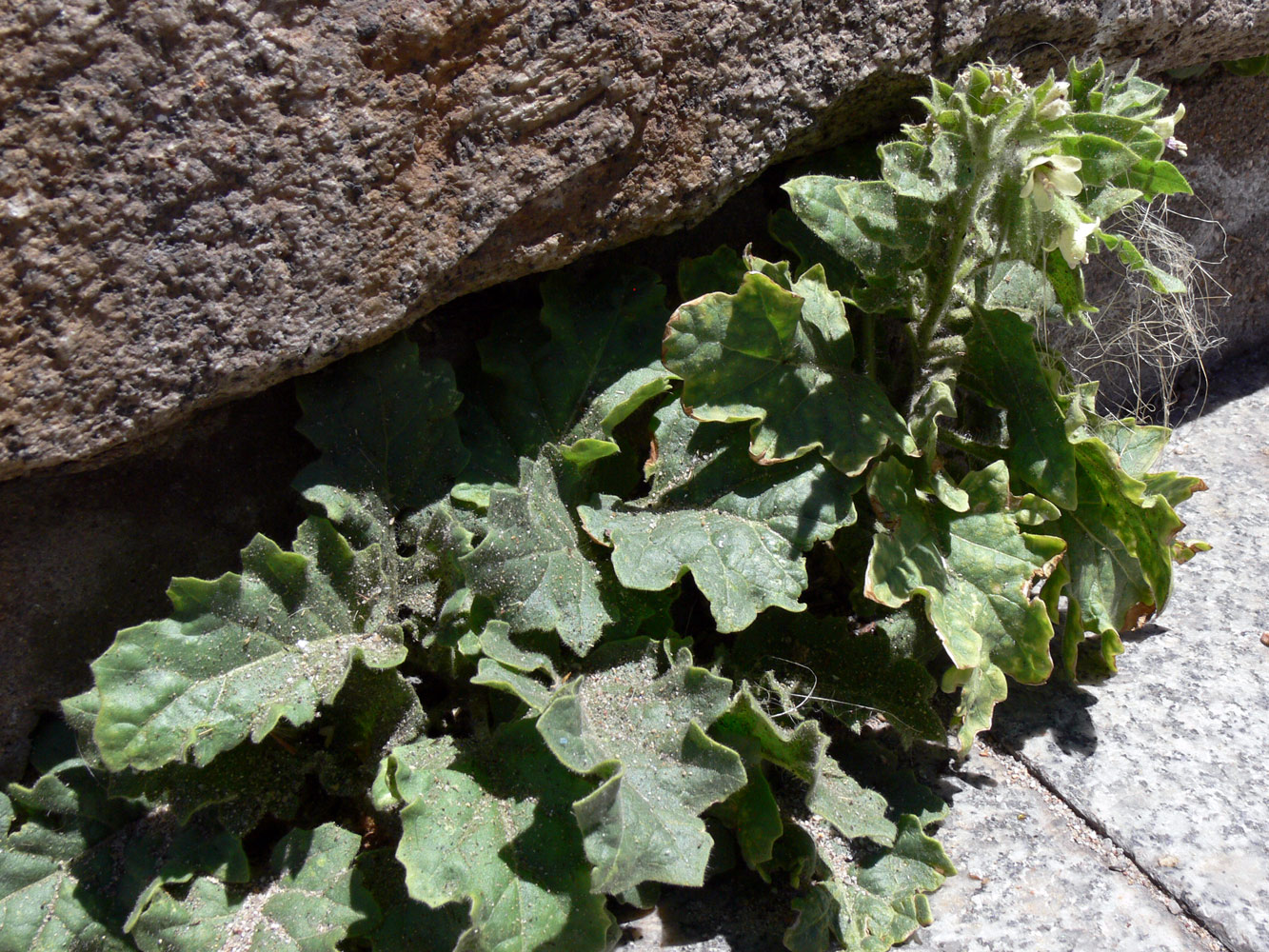 Image of Hyoscyamus albus specimen.