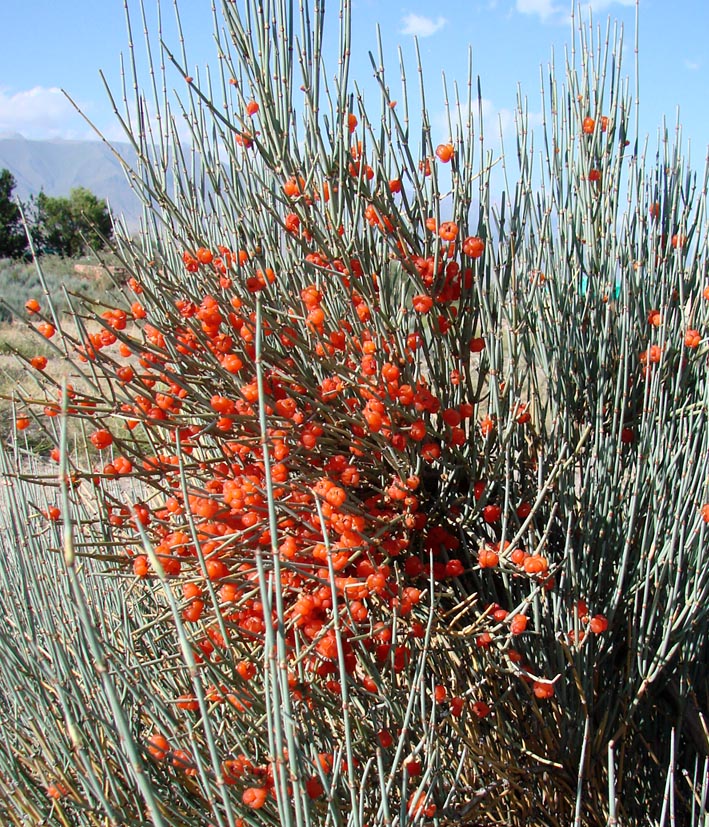 Image of Ephedra intermedia specimen.