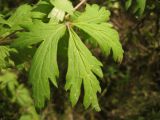 Aconitum woroschilovii