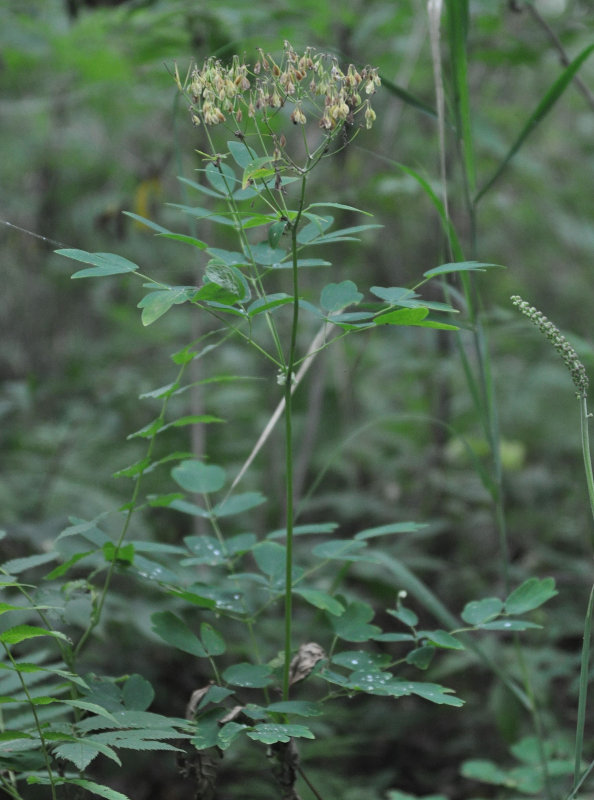Изображение особи Thalictrum contortum.