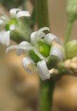 Silene wolgensis