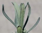Lavandula angustifolia. Листья верхушки побега. Германия, г. Кемпен, для высадки в открытый грунт. 27.03.2013.