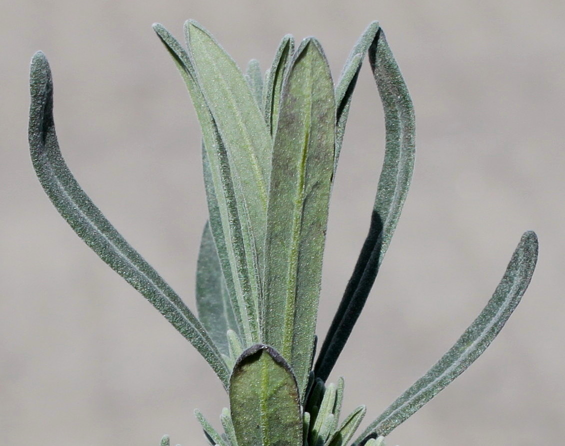 Изображение особи Lavandula angustifolia.