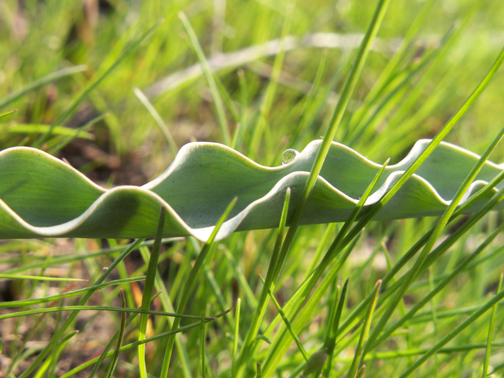 Image of Tulipa ostrowskiana specimen.