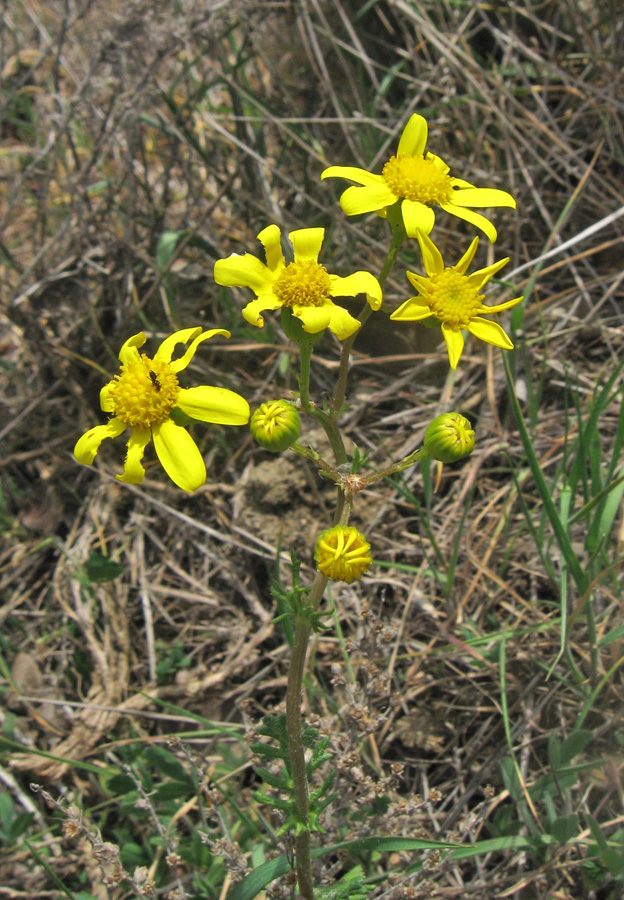 Изображение особи Senecio vernalis.