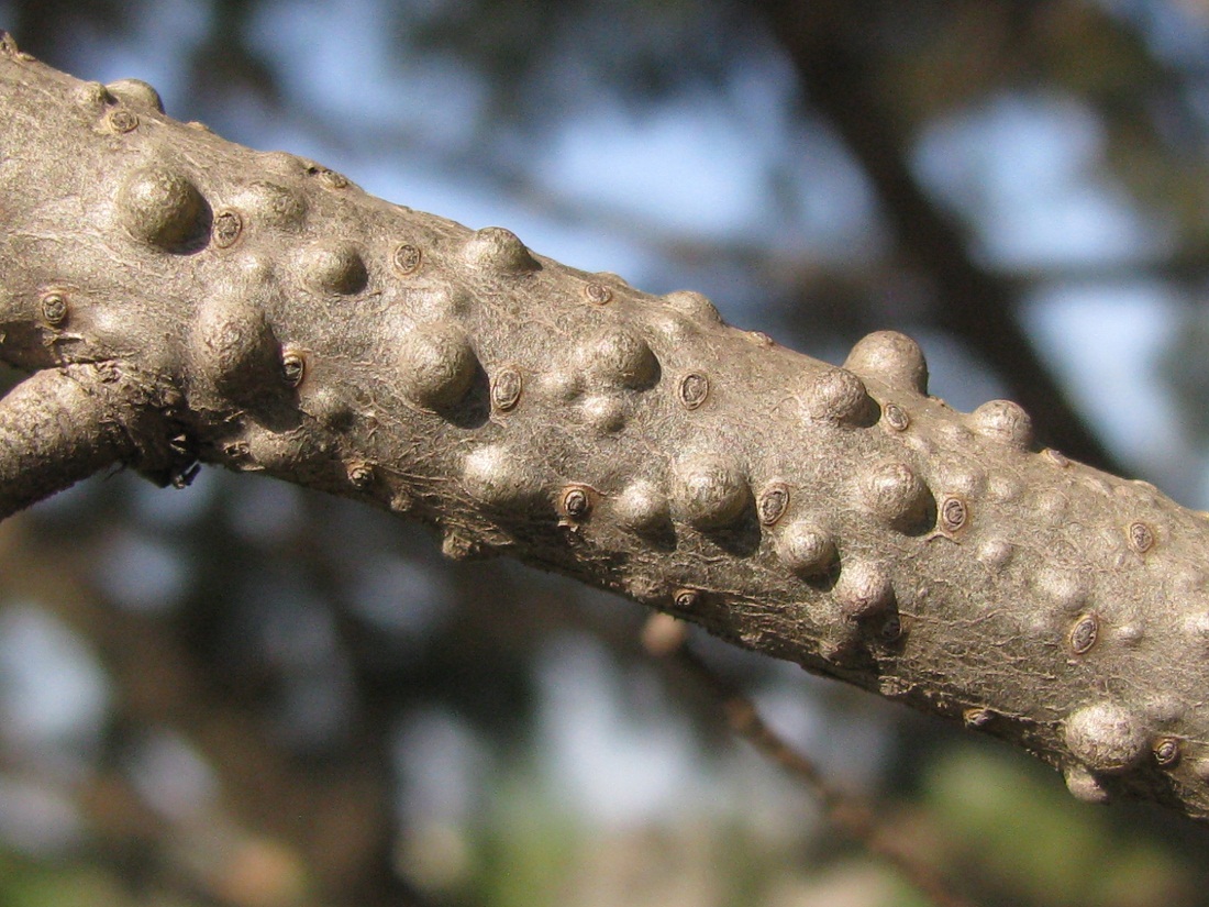 Изображение особи Pseudotsuga menziesii.