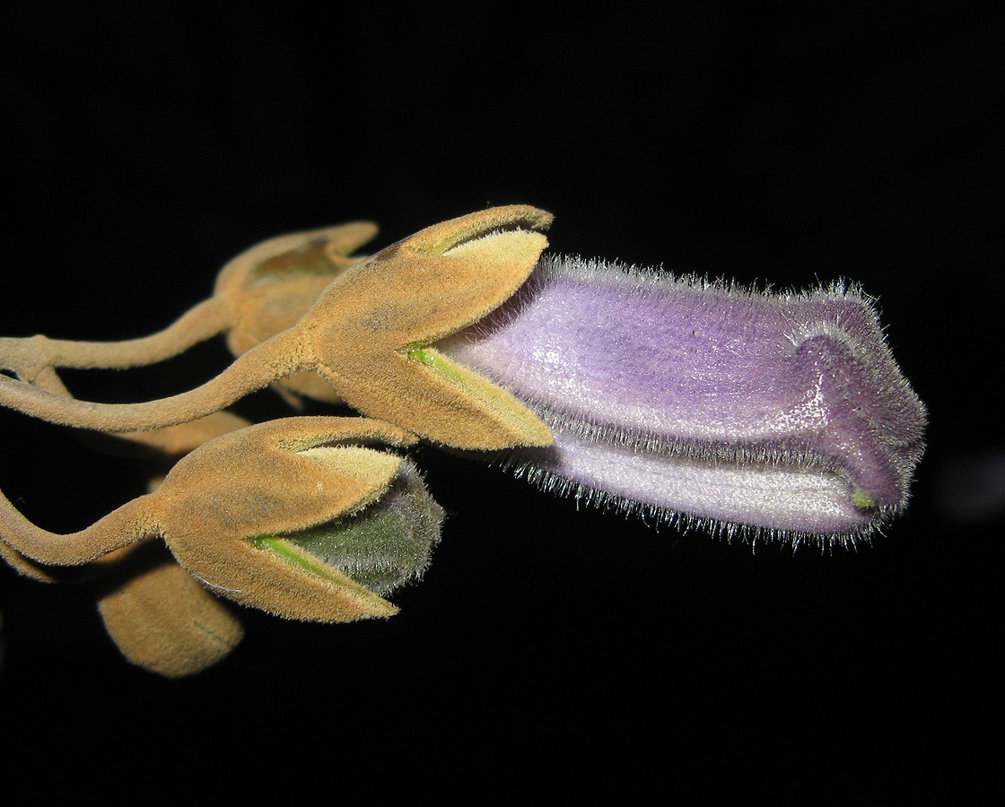 Image of Paulownia tomentosa specimen.