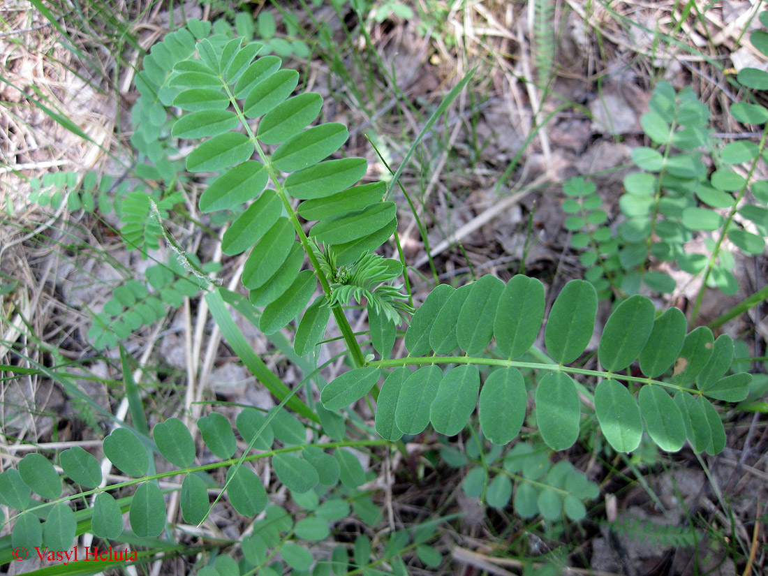 Image of Securigera varia specimen.