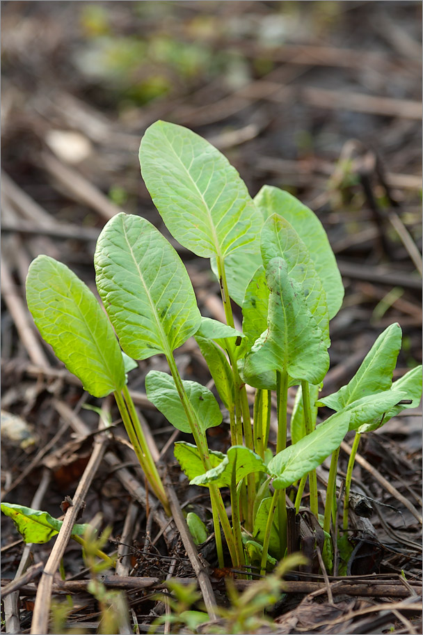 Image of Rumex obtusifolius specimen.