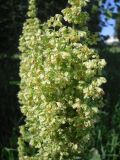 Rumex confertus