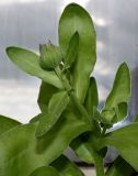 Calendula officinalis. Верхняя часть побега с развивающимися соцветиями. Германия, г. Кемпен, на открытом балконе. 09.05.2013.