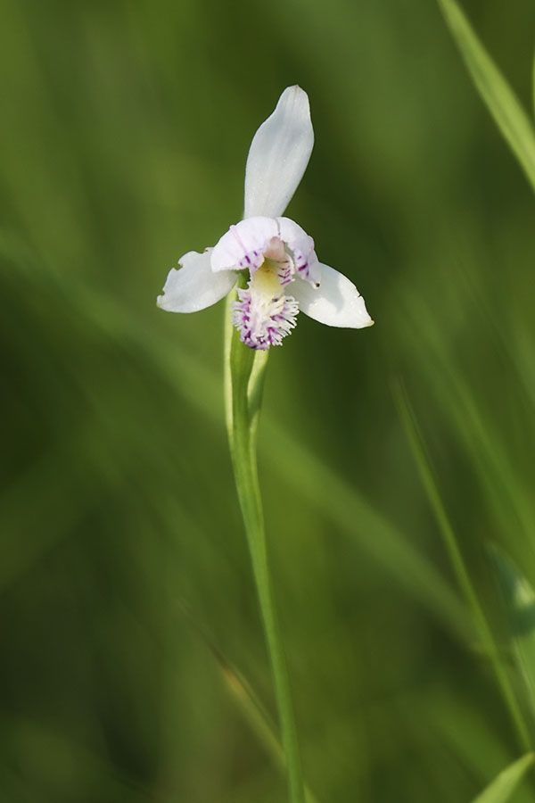 Image of Pogonia japonica specimen.