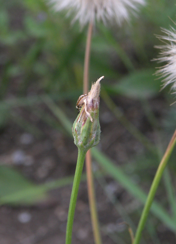 Image of Scorzonera biebersteinii specimen.