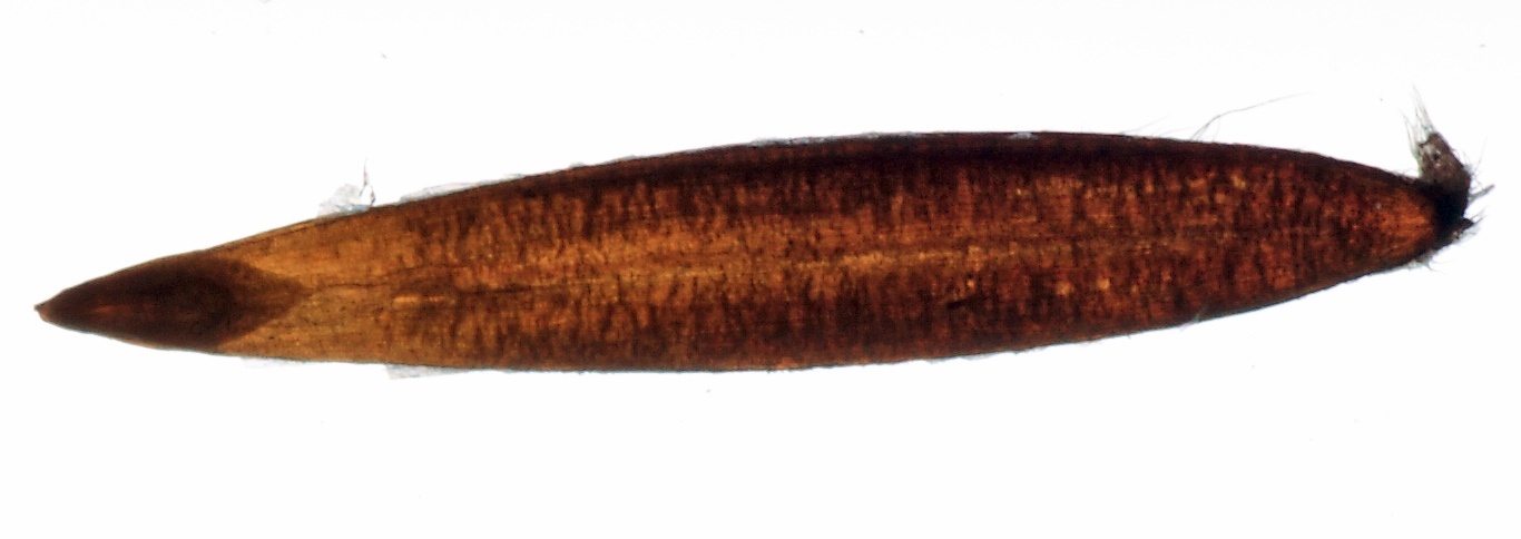 Image of Anisantha tectorum specimen.