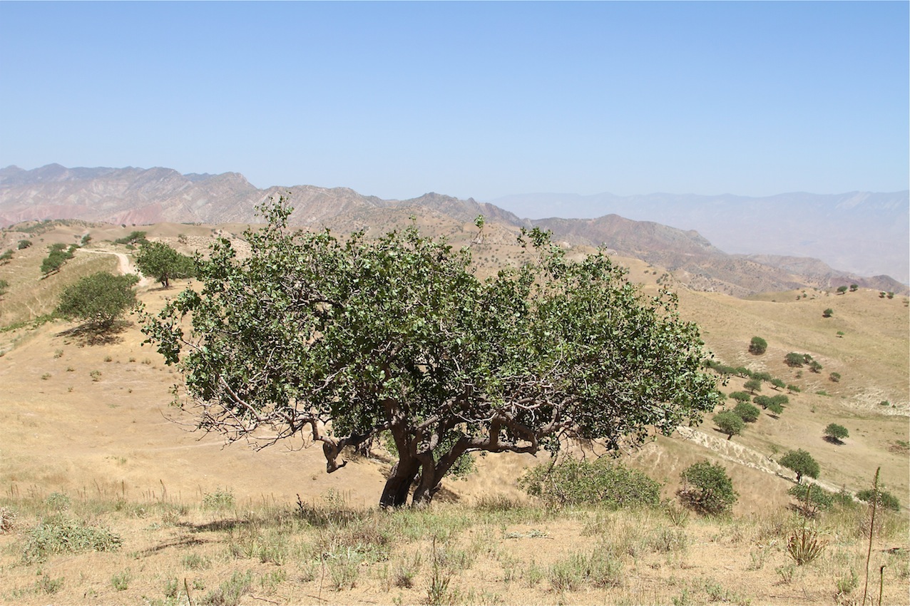 Image of Pistacia vera specimen.