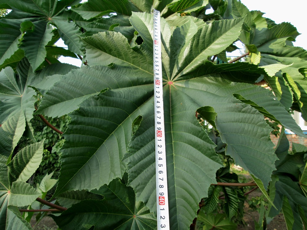 Изображение особи Ricinus communis.