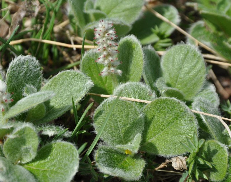 Image of Salix reptans specimen.