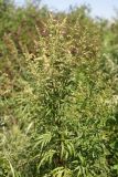 Artemisia rubripes