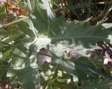 Crambe maritima