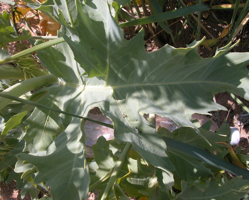 Изображение особи Crambe maritima.