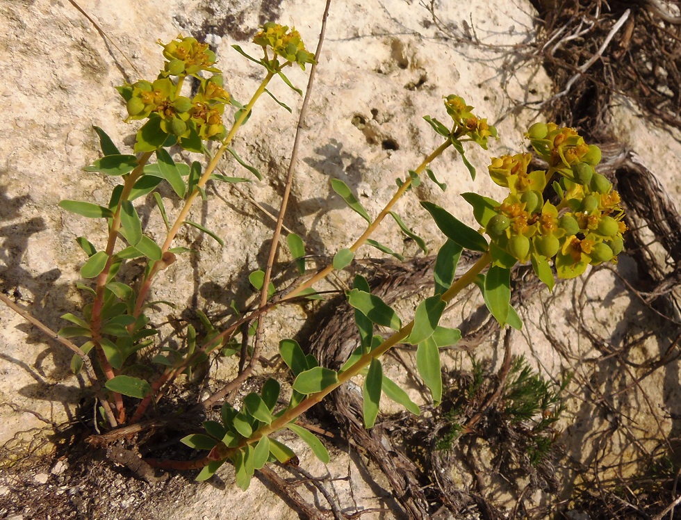 Image of Euphorbia seguieriana specimen.