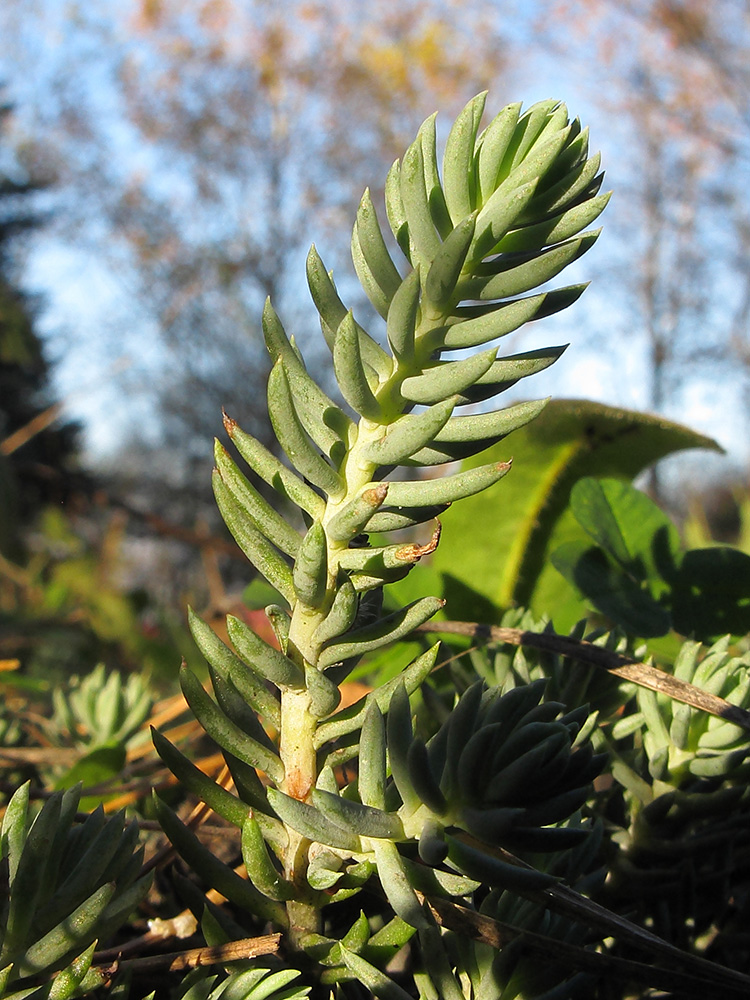 Image of Sedum reflexum specimen.