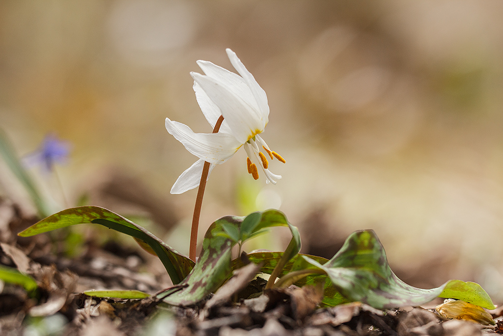 Image of Erythronium caucasicum specimen.