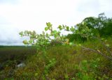 Betula exilis