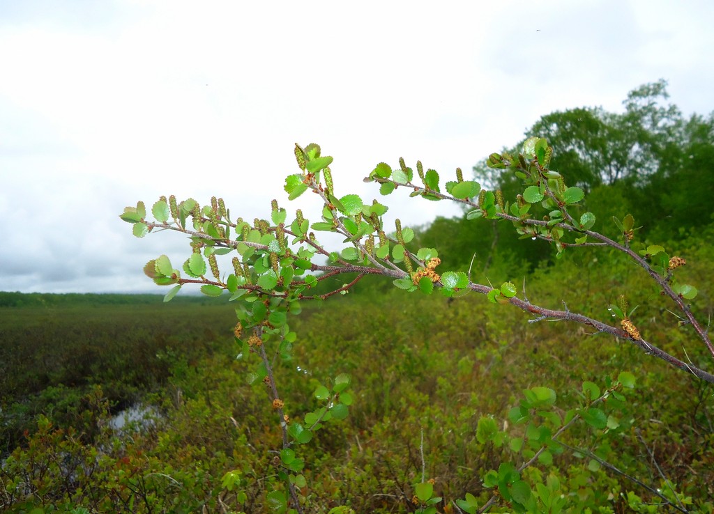 Image of Betula exilis specimen.