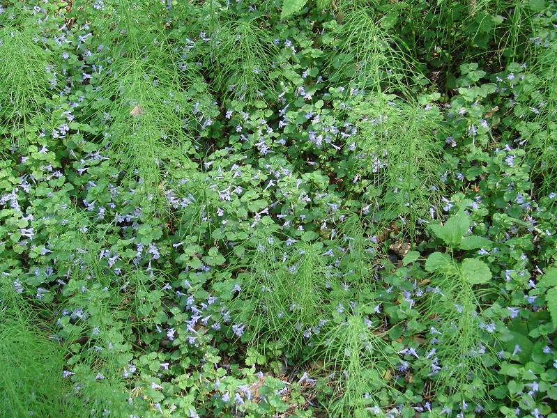 Изображение особи Glechoma hederacea.