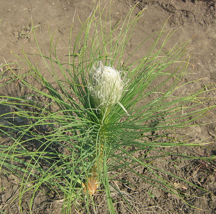 Изображение особи Asphodeline taurica.