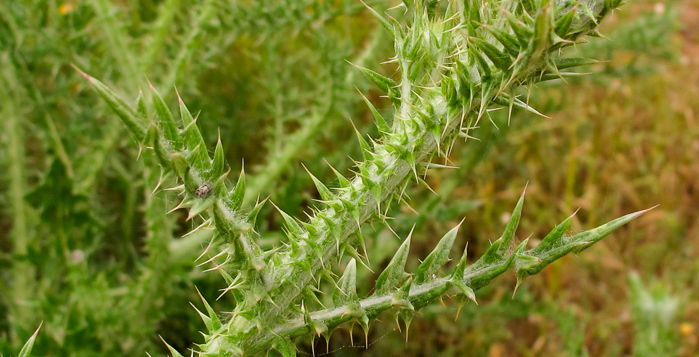 Image of Onopordum carduiforme specimen.