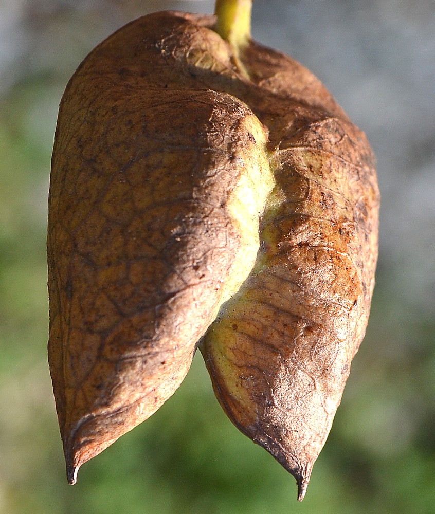 Image of Staphylea colchica specimen.