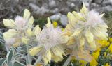Смотреть изображение Hedysarum candidum