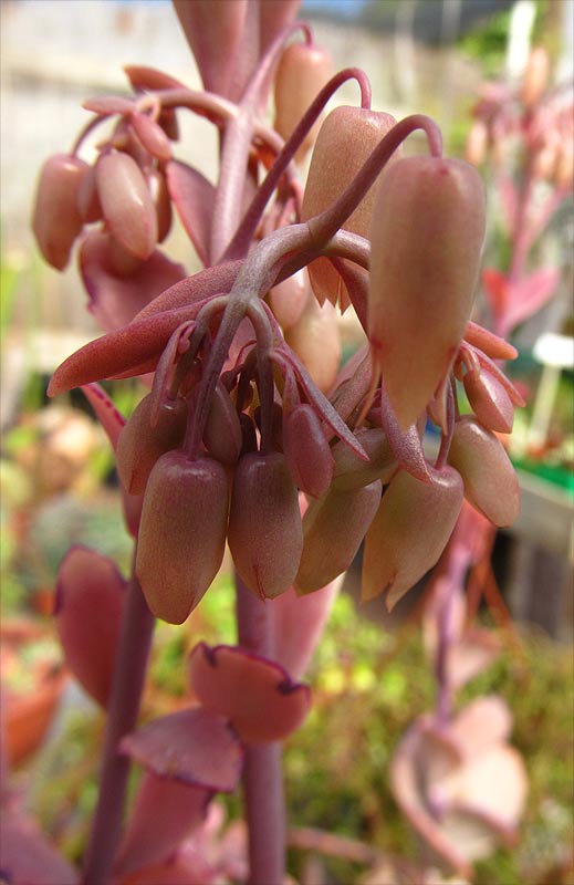 Изображение особи Kalanchoe fedtschenkoi.