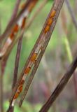 Erysimum hieraciifolium. Вскрывшийся стручок с семенами. Архангельская обл., Вельский р-н, окр. ст. Солга, близ ж. д. 16.07.2011.